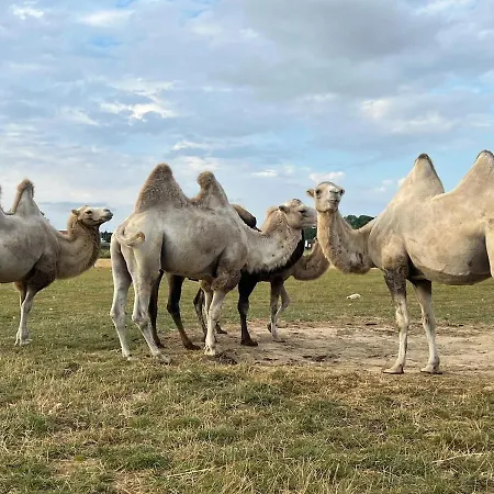 Maison Nomade Appartement Feignies